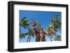 Duke Paoa Kahanamoku, Waikiki Beach, Honolulu, Oahu, Hawaii, United States of America, Pacific-Michael DeFreitas-Framed Photographic Print