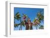 Duke Paoa Kahanamoku, Waikiki Beach, Honolulu, Oahu, Hawaii, United States of America, Pacific-Michael DeFreitas-Framed Photographic Print