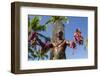 Duke Paoa Kahanamoku, Waikiki Beach, Honolulu, Oahu, Hawaii-Michael DeFreitas-Framed Photographic Print