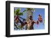 Duke Paoa Kahanamoku, Waikiki Beach, Honolulu, Oahu, Hawaii-Michael DeFreitas-Framed Photographic Print