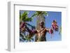 Duke Paoa Kahanamoku, Waikiki Beach, Honolulu, Oahu, Hawaii-Michael DeFreitas-Framed Photographic Print