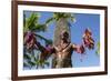 Duke Paoa Kahanamoku, Waikiki Beach, Honolulu, Oahu, Hawaii-Michael DeFreitas-Framed Photographic Print