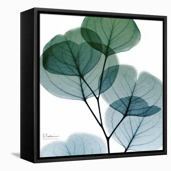 Dull Eucalyptus Mate-Albert Koetsier-Framed Stretched Canvas