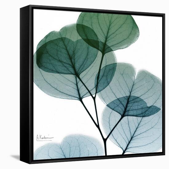 Dull Eucalyptus Mate-Albert Koetsier-Framed Stretched Canvas