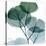 Dull Eucalyptus Mate-Albert Koetsier-Stretched Canvas