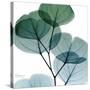 Dull Eucalyptus Mate-Albert Koetsier-Stretched Canvas