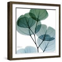 Dull Eucalyptus Mate-Albert Koetsier-Framed Art Print