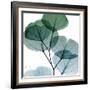 Dull Eucalyptus Mate-Albert Koetsier-Framed Art Print