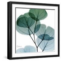 Dull Eucalyptus Mate-Albert Koetsier-Framed Art Print