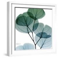 Dull Eucalyptus Mate-Albert Koetsier-Framed Art Print