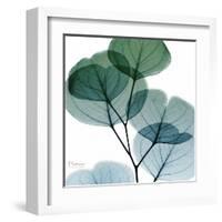 Dull Eucalyptus Mate-Albert Koetsier-Framed Art Print