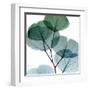 Dull Eucalyptus Mate-Albert Koetsier-Framed Art Print