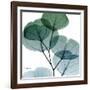 Dull Eucalyptus Mate-Albert Koetsier-Framed Art Print