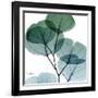 Dull Eucalyptus Mate-Albert Koetsier-Framed Art Print