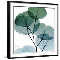 Dull Eucalyptus Mate-Albert Koetsier-Framed Giclee Print