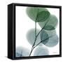 Dull Eucalyptus-Albert Koetsier-Framed Stretched Canvas