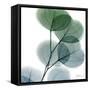 Dull Eucalyptus-Albert Koetsier-Framed Stretched Canvas