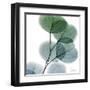 Dull Eucalyptus-Albert Koetsier-Framed Art Print