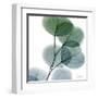 Dull Eucalyptus-Albert Koetsier-Framed Art Print