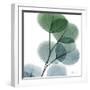 Dull Eucalyptus-Albert Koetsier-Framed Art Print