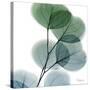Dull Eucalyptus-Albert Koetsier-Stretched Canvas
