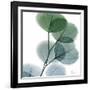 Dull Eucalyptus-Albert Koetsier-Framed Art Print