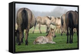 Dulmen Pony, Foals-Ronald Wittek-Framed Stretched Canvas