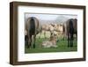 Dulmen Pony, Foals-Ronald Wittek-Framed Photographic Print