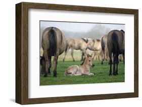 Dulmen Pony, Foals-Ronald Wittek-Framed Photographic Print