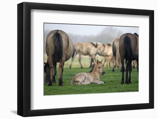 Dulmen Pony, Foals-Ronald Wittek-Framed Photographic Print