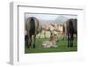 Dulmen Pony, Foals-Ronald Wittek-Framed Premium Photographic Print