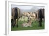 Dulmen Pony, Foals-Ronald Wittek-Framed Photographic Print