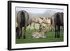 Dulmen Pony, Foals-Ronald Wittek-Framed Photographic Print