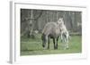 Dulmen Pony, Foals-Ronald Wittek-Framed Photographic Print