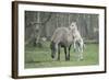 Dulmen Pony, Foals-Ronald Wittek-Framed Photographic Print