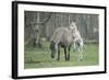 Dulmen Pony, Foals-Ronald Wittek-Framed Photographic Print