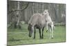Dulmen Pony, Foals-Ronald Wittek-Mounted Photographic Print