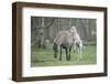 Dulmen Pony, Foals-Ronald Wittek-Framed Photographic Print