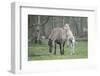 Dulmen Pony, Foals-Ronald Wittek-Framed Photographic Print