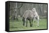 Dulmen Pony, Foals-Ronald Wittek-Framed Stretched Canvas