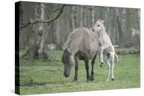 Dulmen Pony, Foals-Ronald Wittek-Stretched Canvas