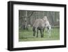 Dulmen Pony, Foals-Ronald Wittek-Framed Premium Photographic Print