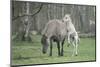 Dulmen Pony, Foals-Ronald Wittek-Mounted Premium Photographic Print