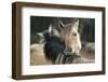 Dulmen Pony, Outside-Ronald Wittek-Framed Premium Photographic Print