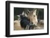 Dulmen Pony, Outside-Ronald Wittek-Framed Premium Photographic Print