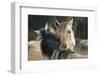 Dulmen Pony, Outside-Ronald Wittek-Framed Premium Photographic Print