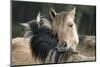 Dulmen Pony, Outside-Ronald Wittek-Mounted Premium Photographic Print