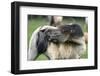 Dulmen Pony, Outside-Ronald Wittek-Framed Photographic Print