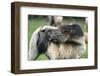 Dulmen Pony, Outside-Ronald Wittek-Framed Premium Photographic Print