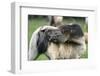 Dulmen Pony, Outside-Ronald Wittek-Framed Premium Photographic Print